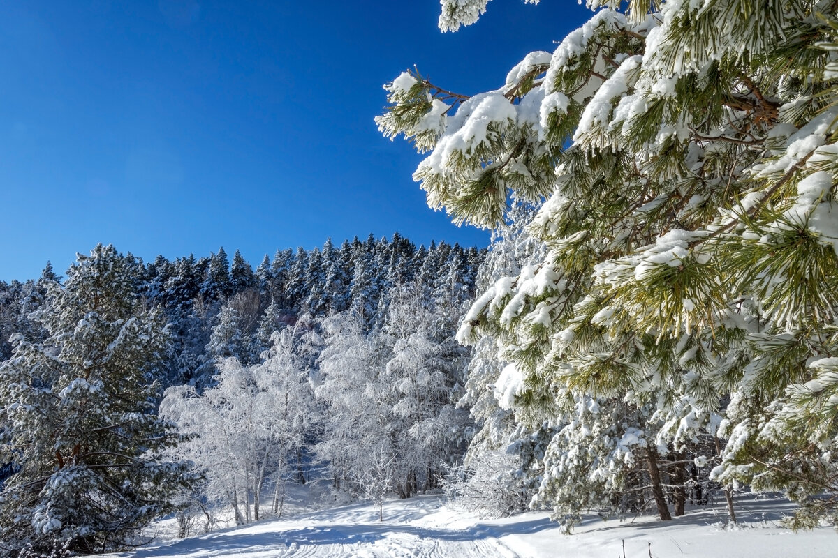 Таинство утреннего леса - Наталья Димова