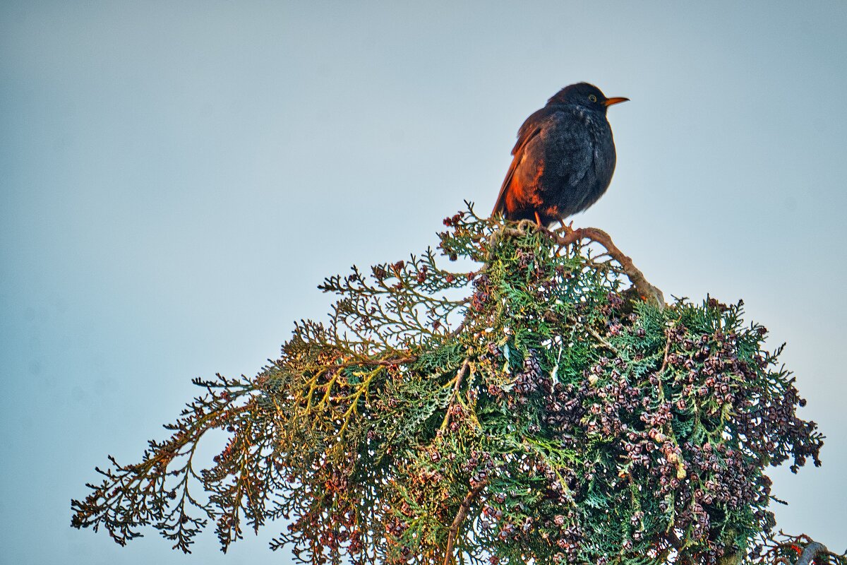 Дрозд - Jakob Dick Дрозд - Jakob Dick