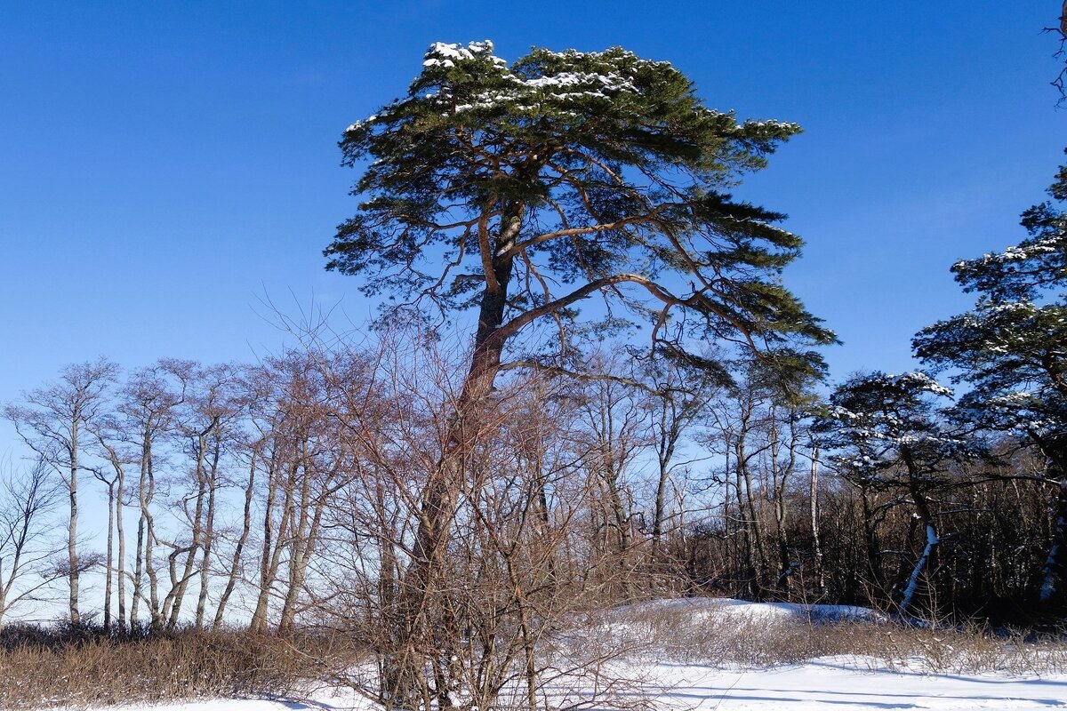 Февраль, побережье Балтийского моря, Калининградская область - Рита Симонова Февраль, побережье Балтийского моря, Калининградская область - Рита Симонова