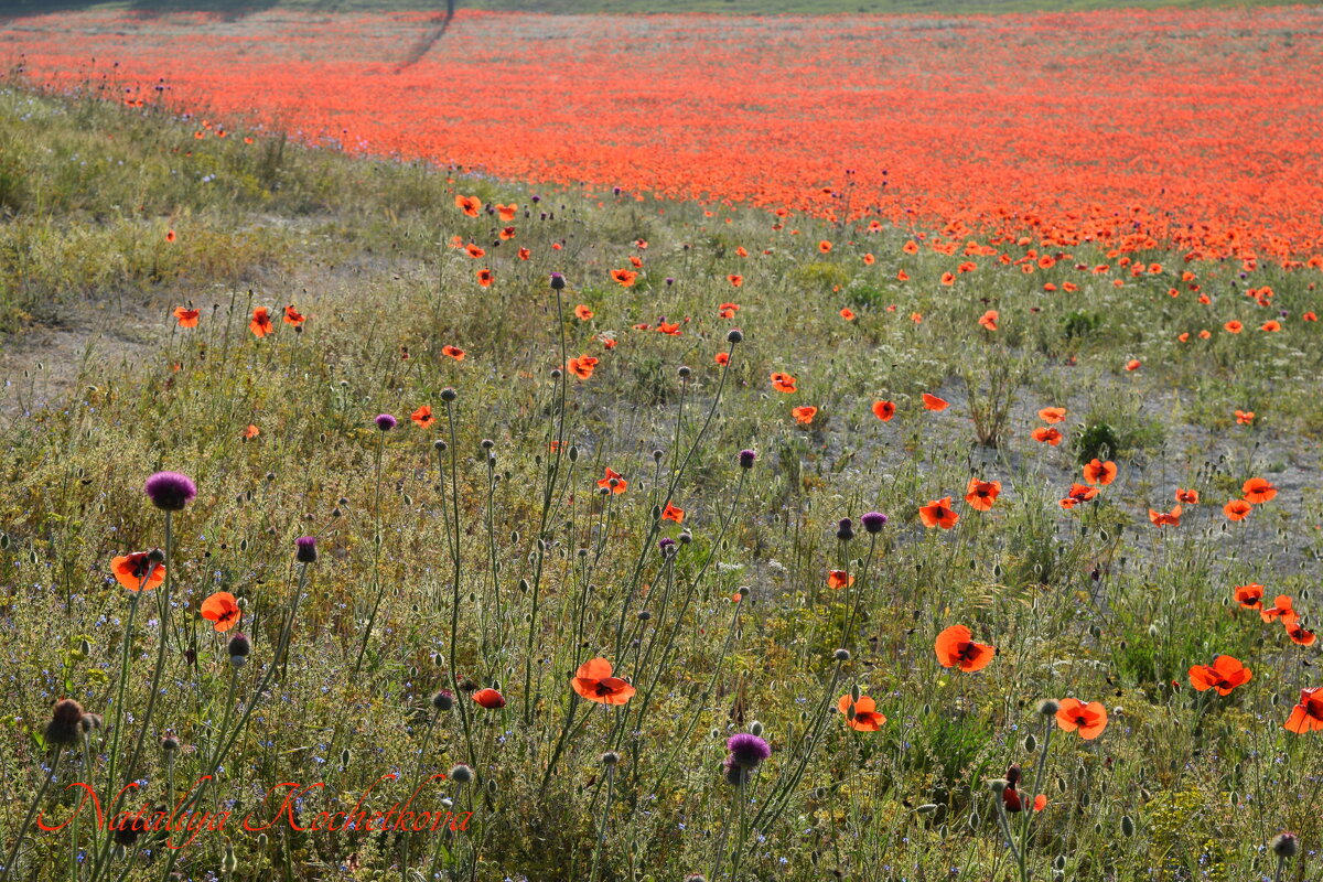 Природа Крыма - Amazing Cosmea Природа Крыма - Amazing Cosmea