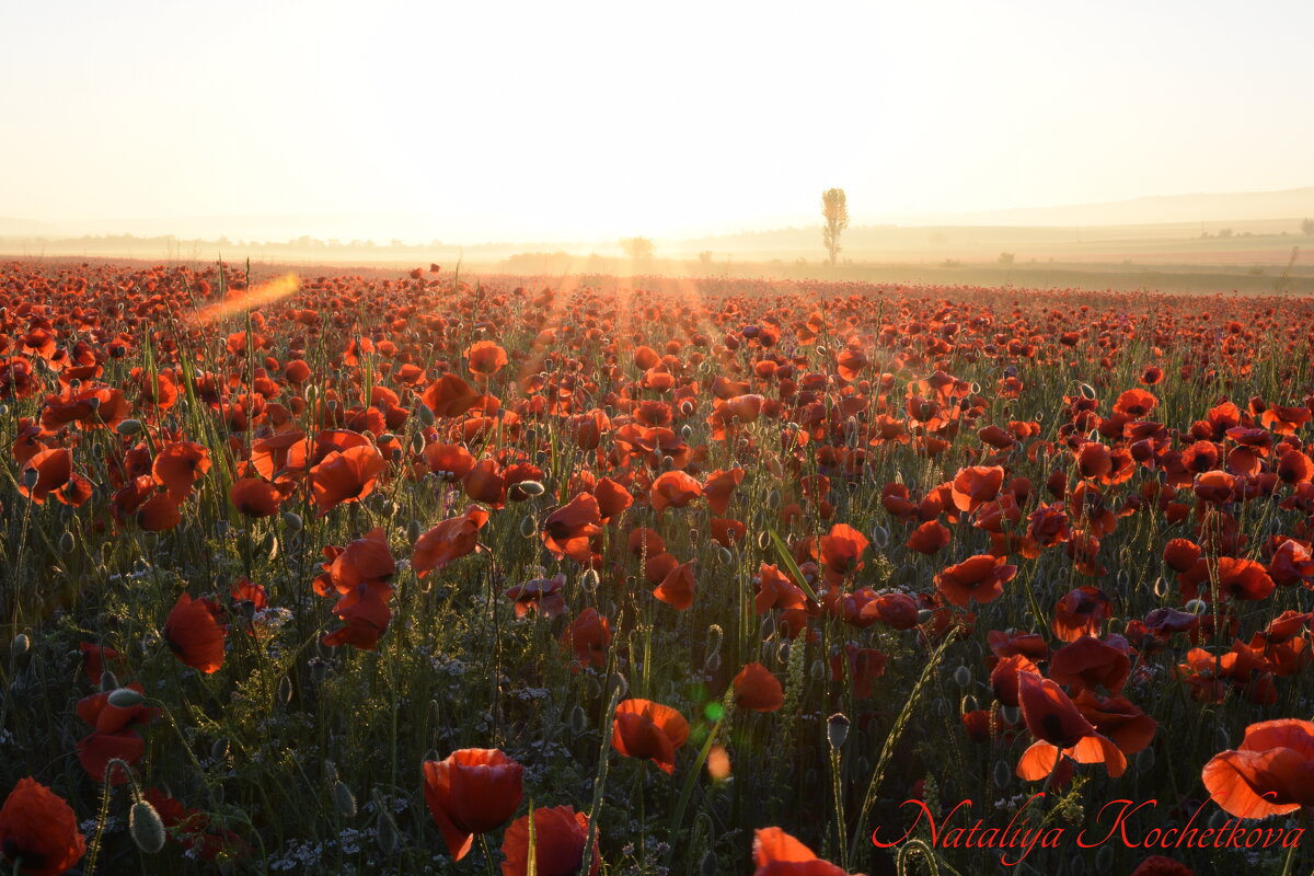 Природа Крыма - Amazing Cosmea Природа Крыма - Amazing Cosmea