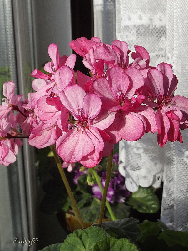 Герань - Freddy 97