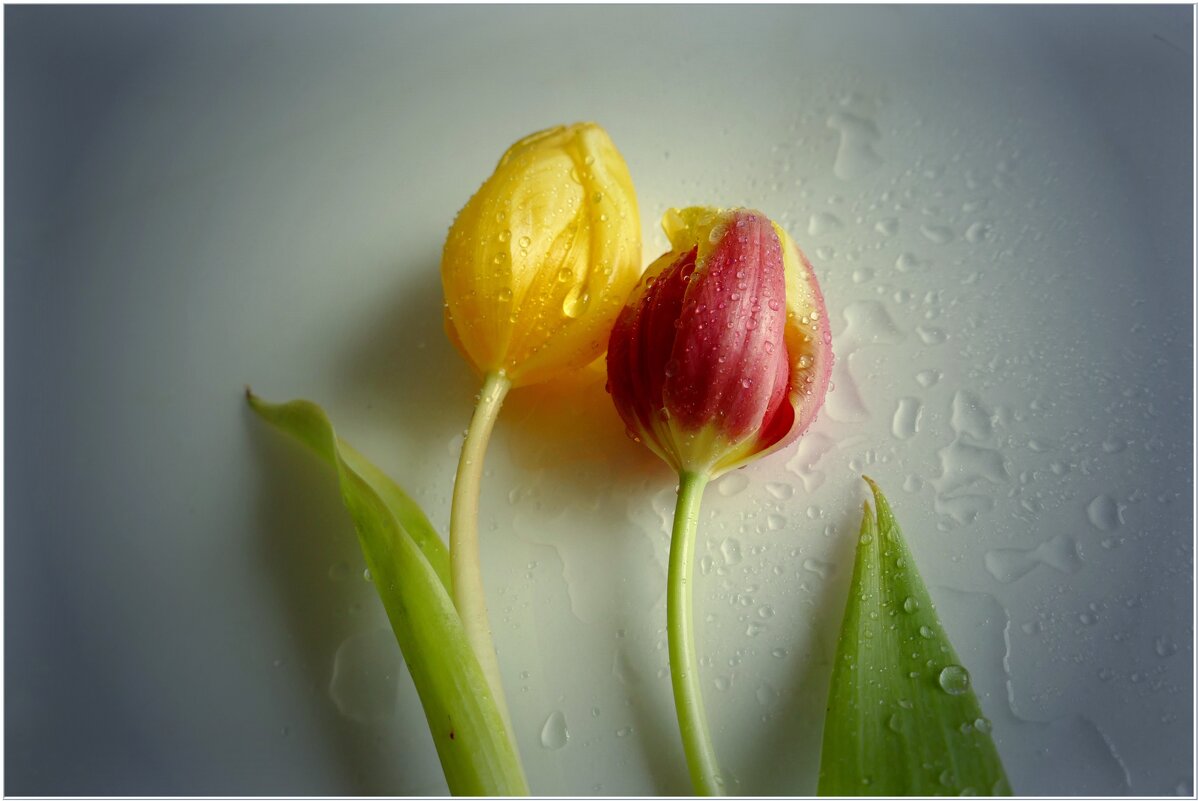 ДЫХАНИЕ ВЕСНЫ... - Elvira E. ДЫХАНИЕ ВЕСНЫ... - Elvira E.