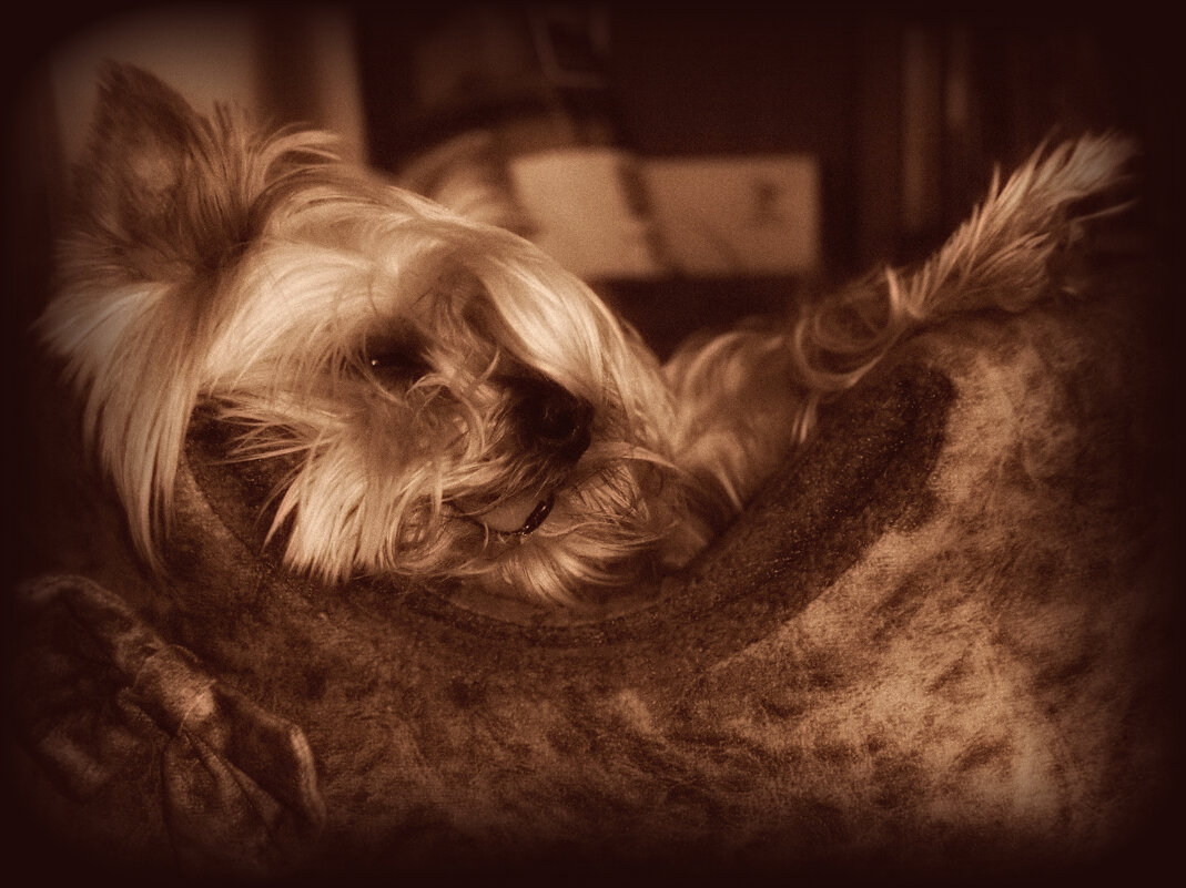 Майкл - Сергей В