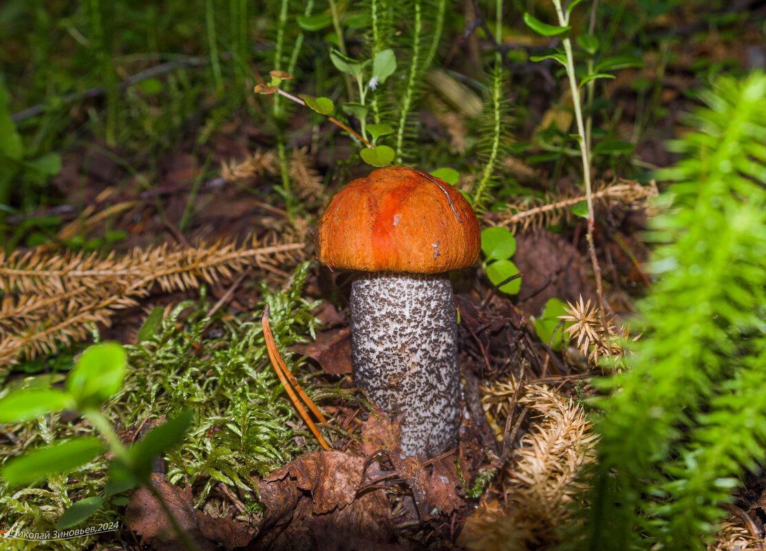 Боровой красноголовик - Николай Зиновьев Боровой красноголовик - Николай Зиновьев