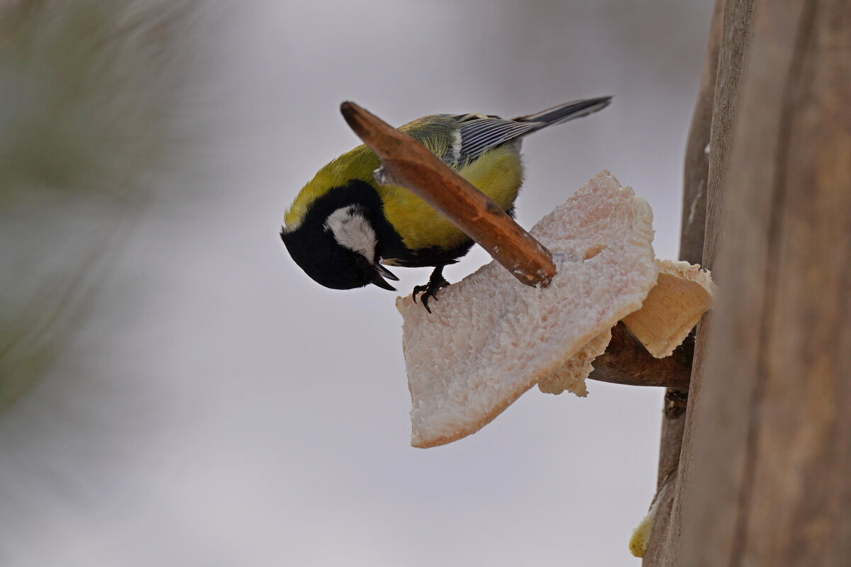 Перекус - Вячеслав Алтай Перекус - Вячеслав Алтай