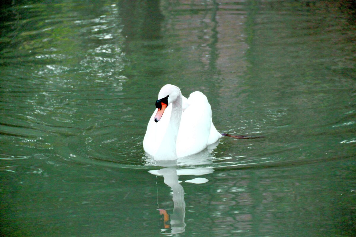 Лебедь - Мишель71 