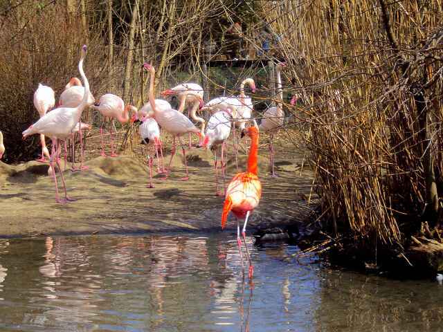 Пражский зоопарк - Tata Wolf