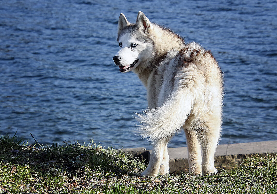 **** - Андроник Александр 