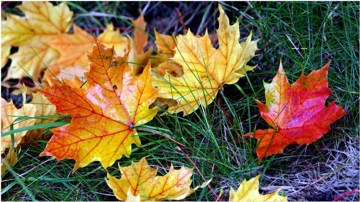 Мир Природы  - "The Natural World" Александер