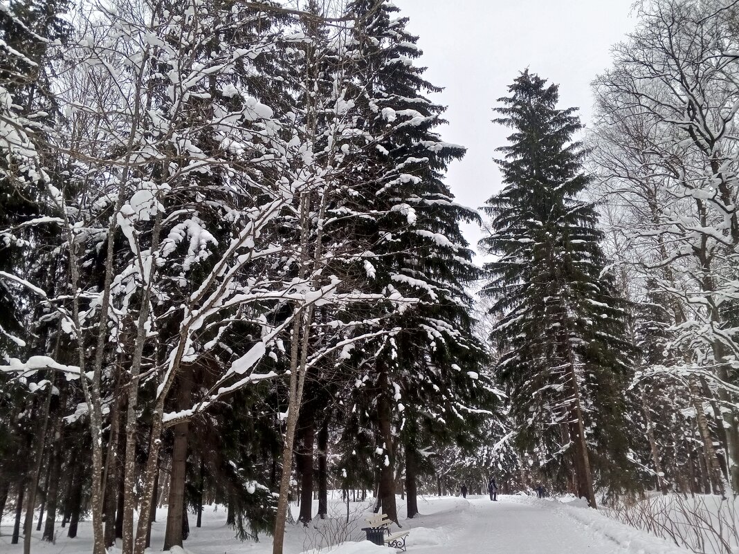 Зима - Сапсан 