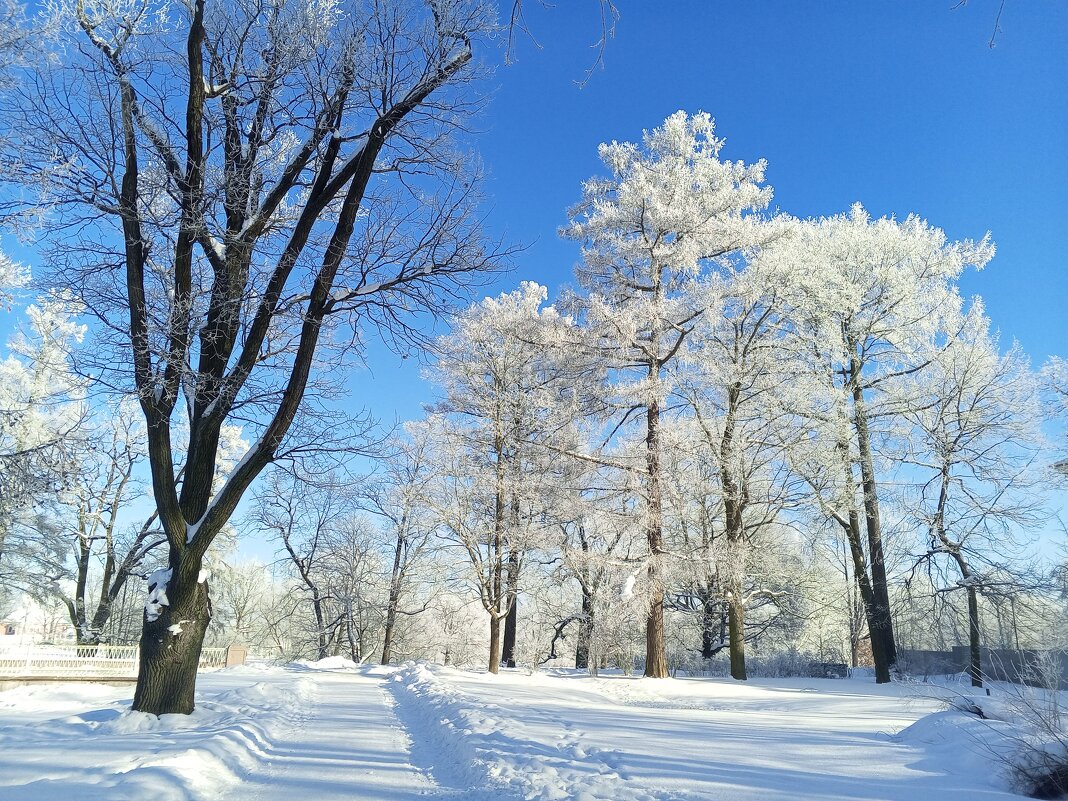 Зима - Сапсан 