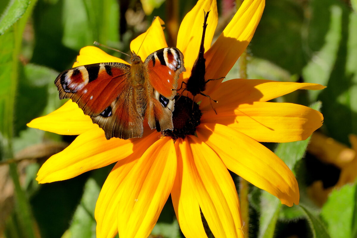 опять про бабочек...511 - Александр Прокудин опять про бабочек...511 - Александр Прокудин