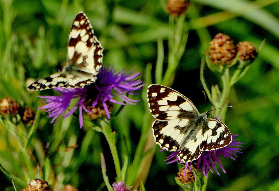 опять про бабочек...515 - Александр Прокудин опять про бабочек...515 - Александр Прокудин
