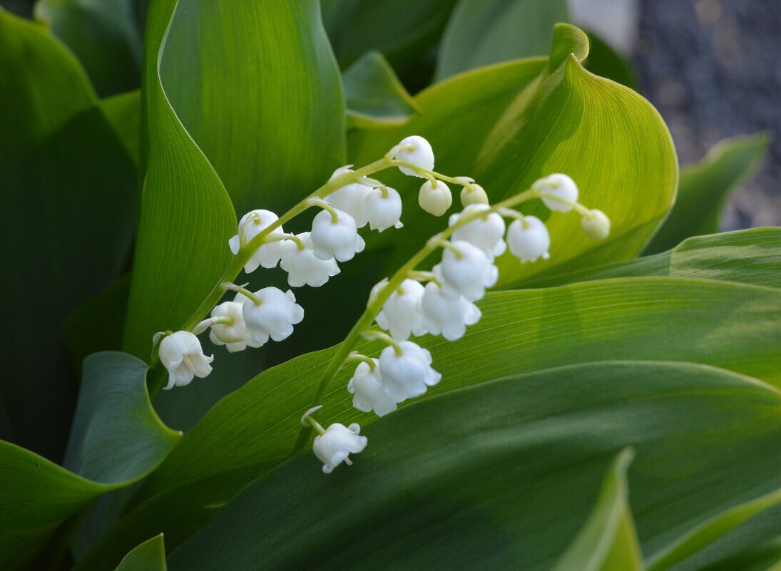 Весенние грёзы... - Надежда Куркина 