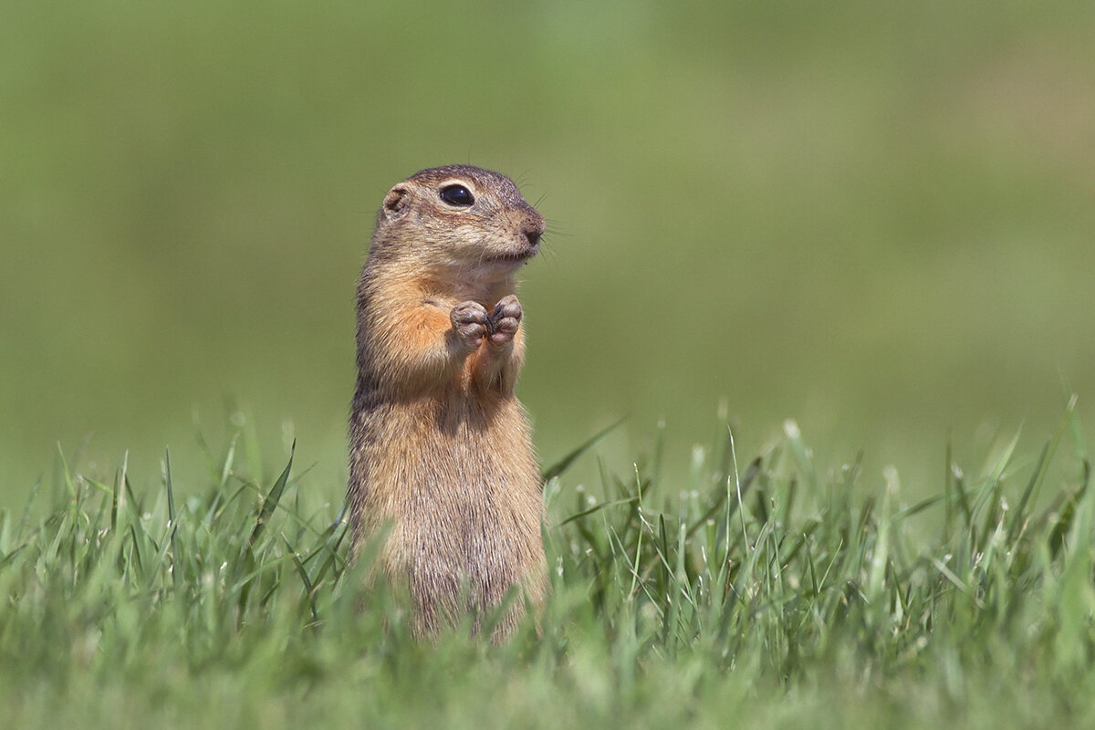 Кра́пчатый суслик - Maxim Lanin