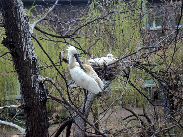 Пражский зоопарк - Tata Wolf