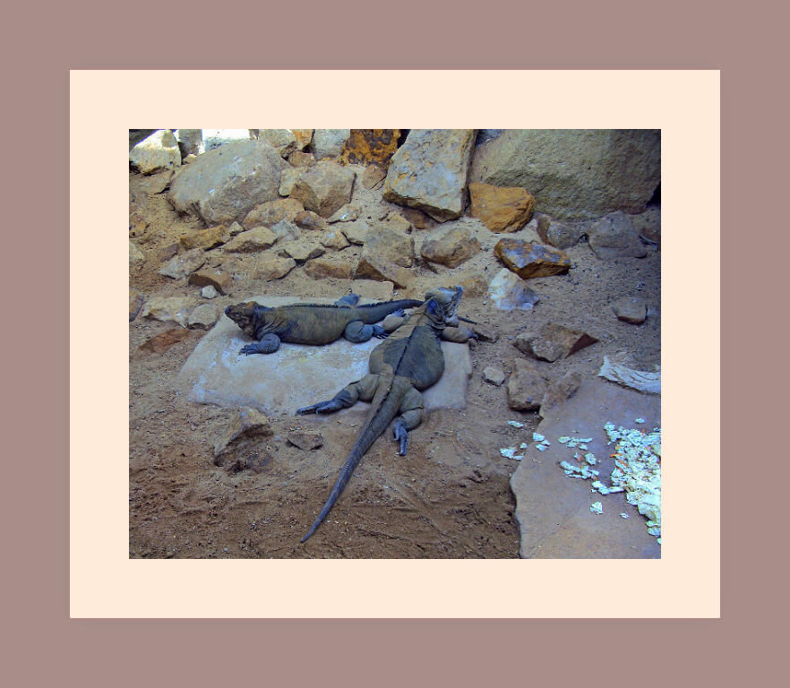 Пражский зоопарк - Tata Wolf