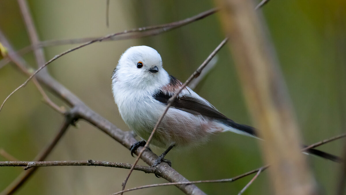 Ополовник - Владимир Лазарев Ополовник - Владимир Лазарев