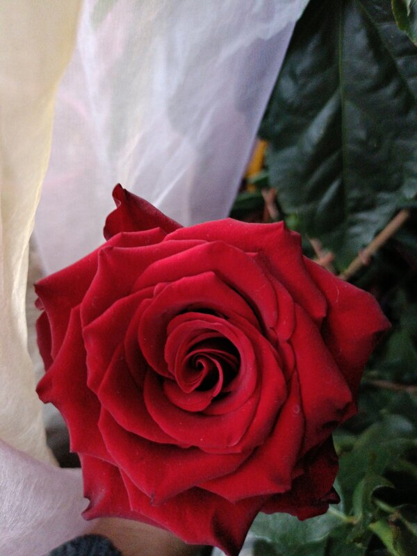 red - Галина R...