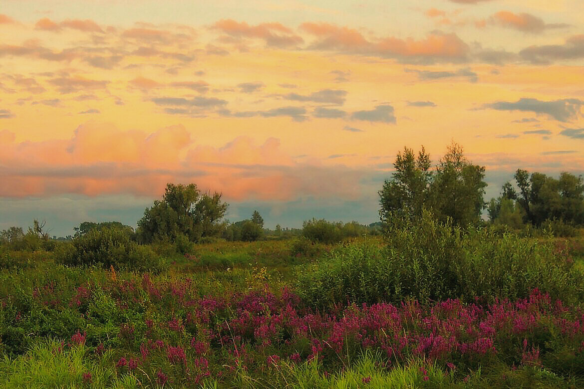 На заливных лугах - елена беликова