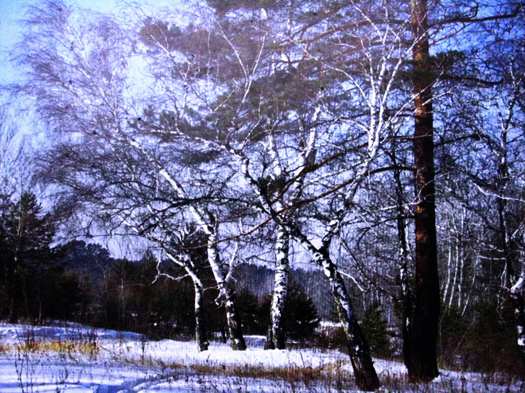 Искривились берёзки - Людмила Смородинская Искривились берёзки - Людмила Смородинская