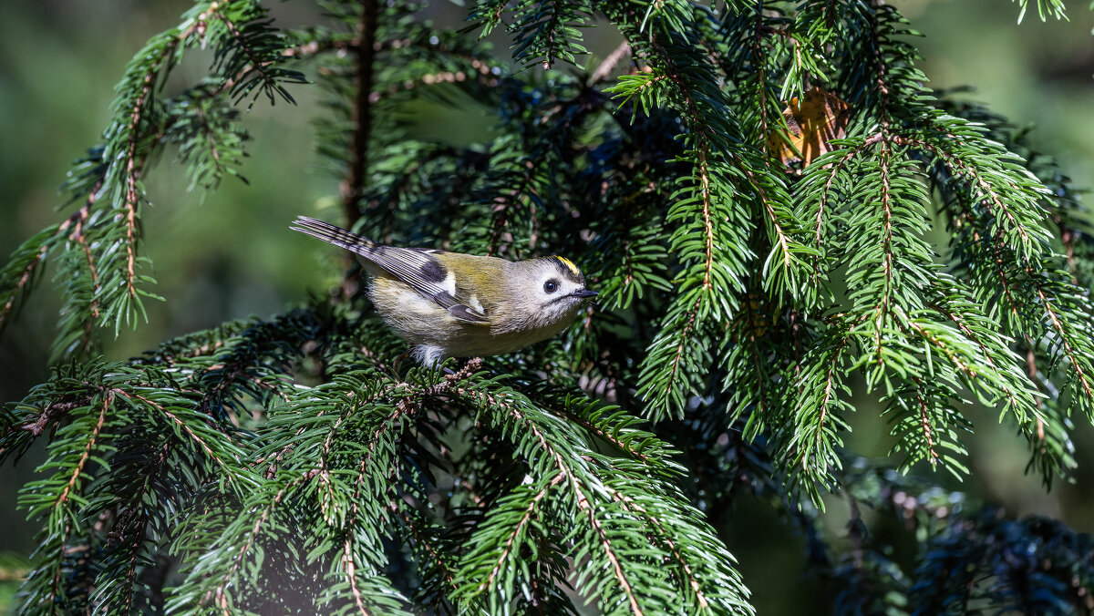 желтоголовый королек - юрий макаров желтоголовый королек - юрий макаров