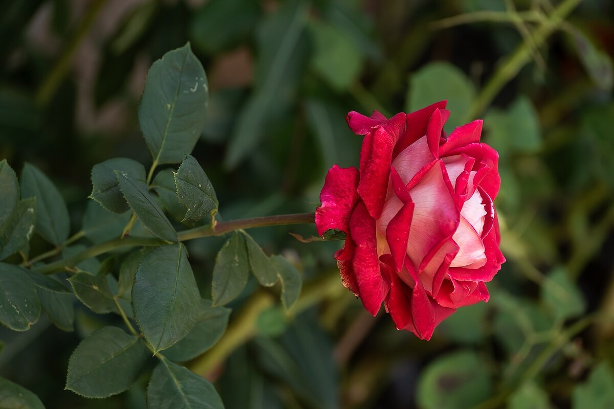 Красная роза - Игорь Сикорский