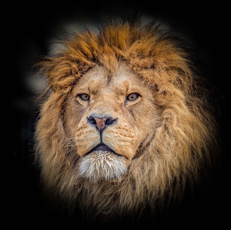 РИЧАРД - Аркадий Лаптенко