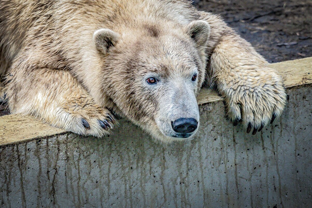 тоска..... - Аркадий Лаптенко
