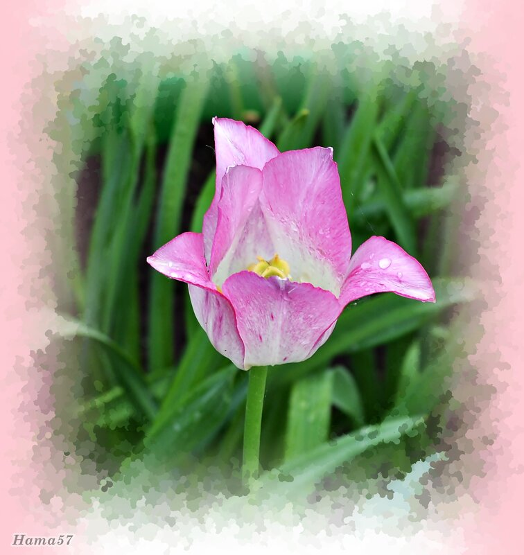 Розовое очарование - Ната57 Наталья Мамедова Розовое очарование - Ната57 Наталья Мамедова