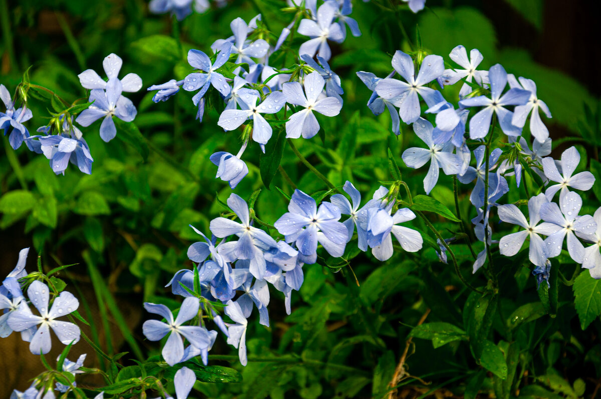 Ленок - Александр Силинский Ленок - Александр Силинский