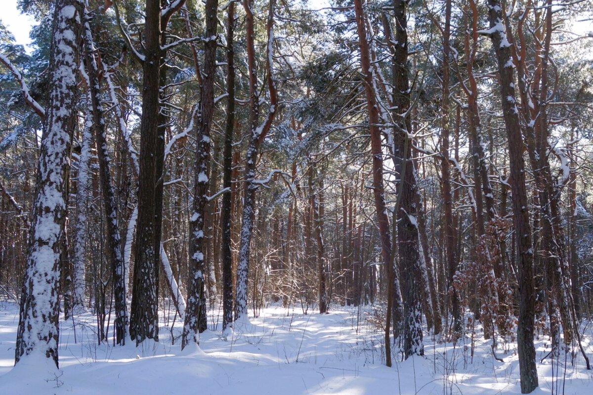 Февраль, побережье Балтийского моря, Калининградская область - Рита Симонова Февраль, побережье Балтийского моря, Калининградская область - Рита Симонова
