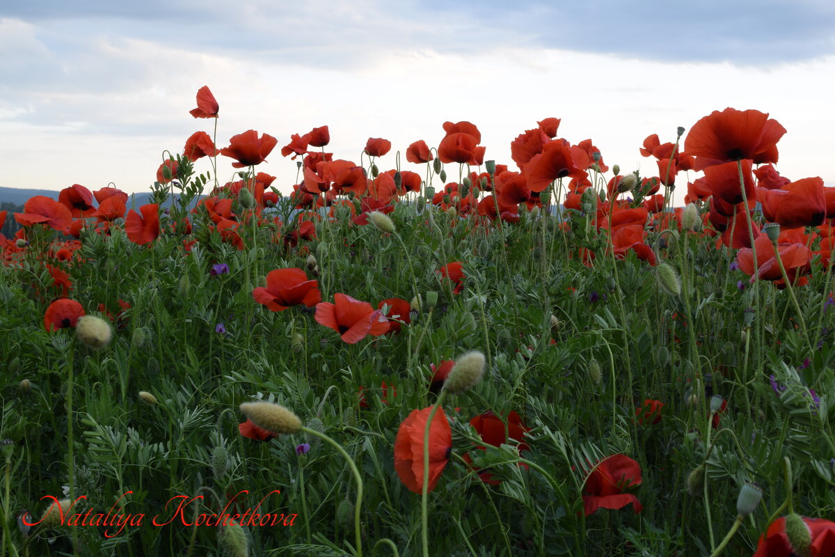 Природа Крыма - Amazing Cosmea Природа Крыма - Amazing Cosmea
