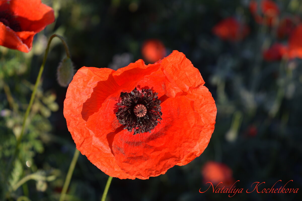 Природа Крыма - Amazing Cosmea