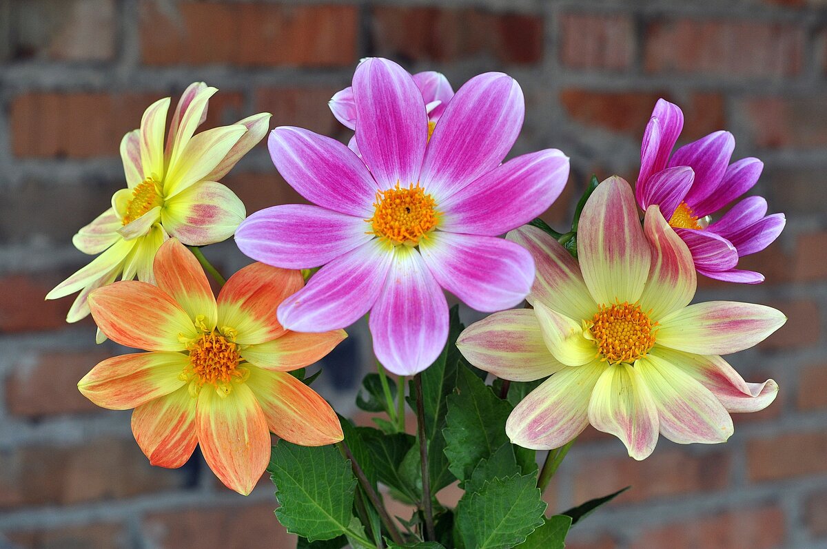 Цветы - Владимир Зыбин Цветы - Владимир Зыбин