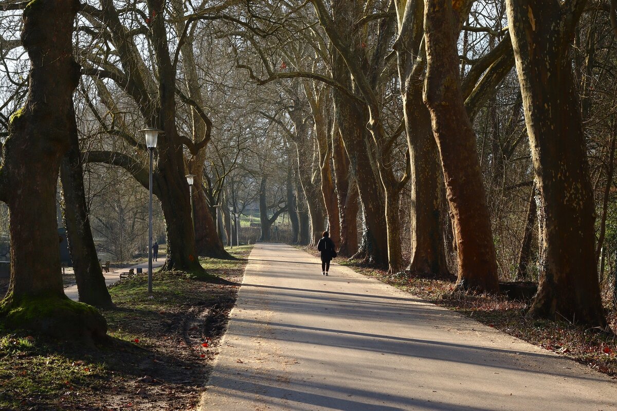 Аллея в март - Юрий. Шмаков