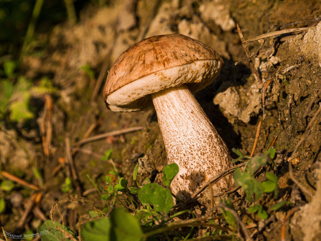 Молодой подберезовик на песочной горке - Николай Зиновьев Молодой подберезовик на песочной горке - Николай Зиновьев