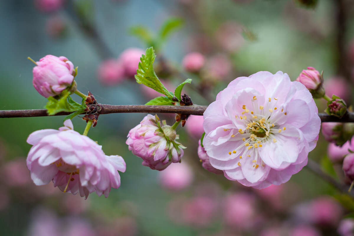 Цветы Миндаля. - Alexandr Gunin
