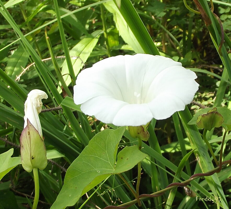 Вьюнок - Freddy 97