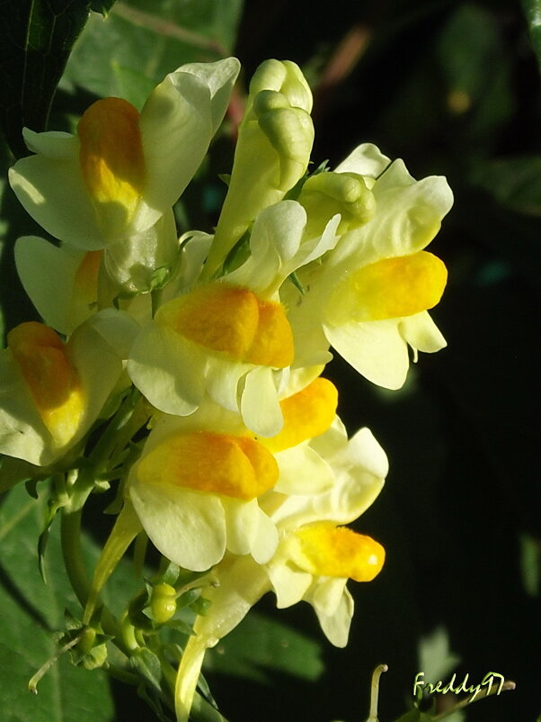 Льнянка - Freddy 97