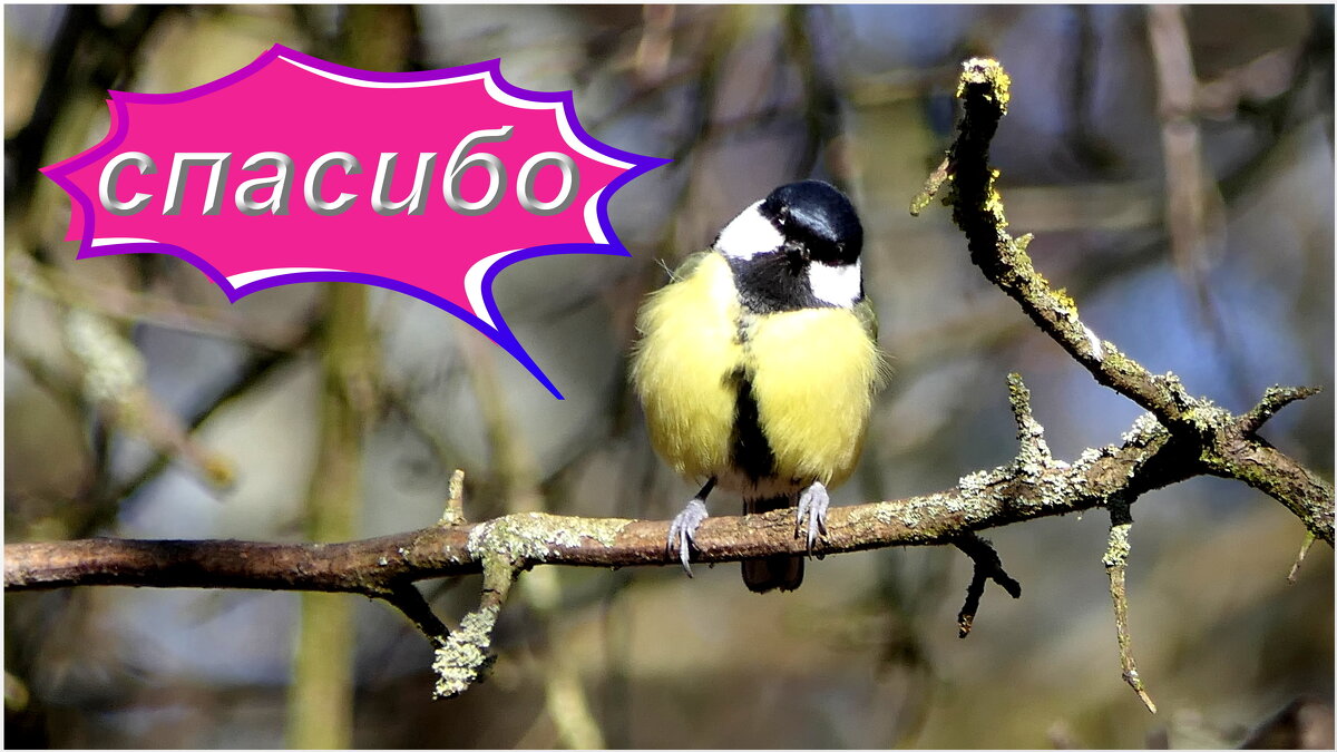 ... - "The Natural World" Александер