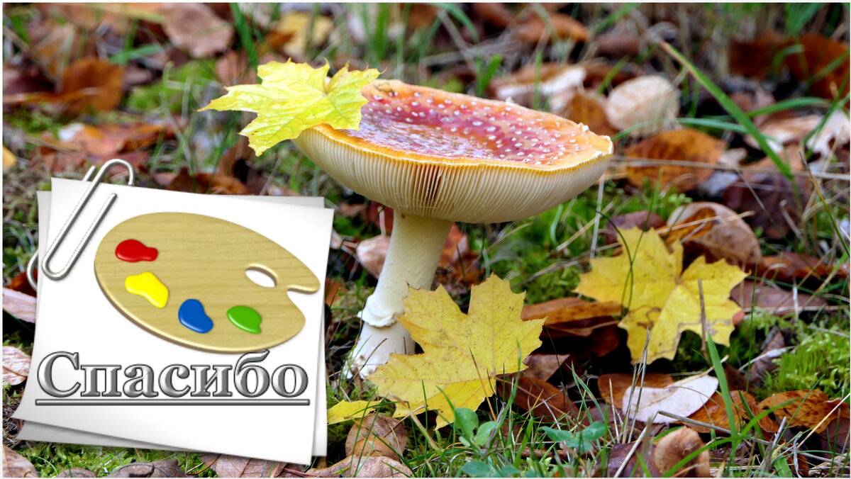 Мир Природы ... - "The Natural World" Александер Мир Природы ... - "The Natural World" Александер