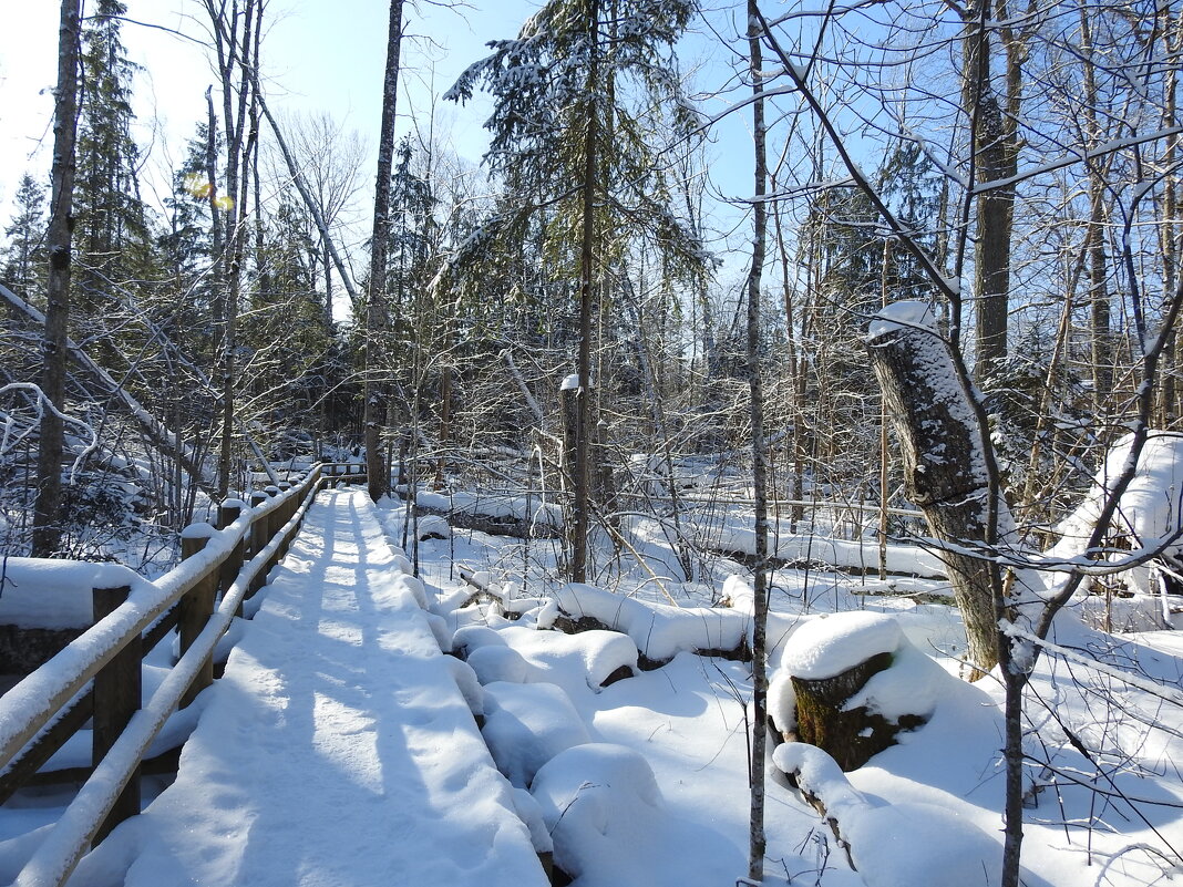 последние дни зимы - ИННА ПОРОХОВА