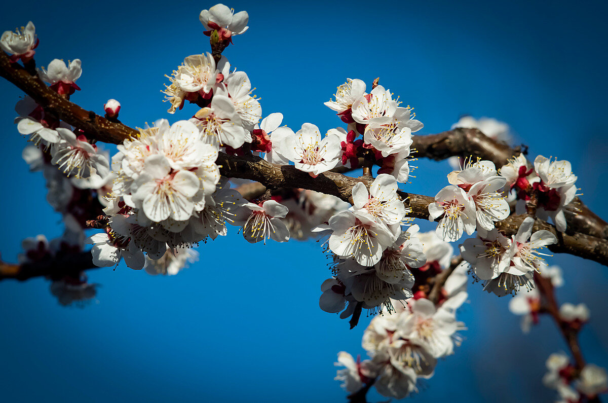 один раз в год,сады цветут... - Aleksandr .