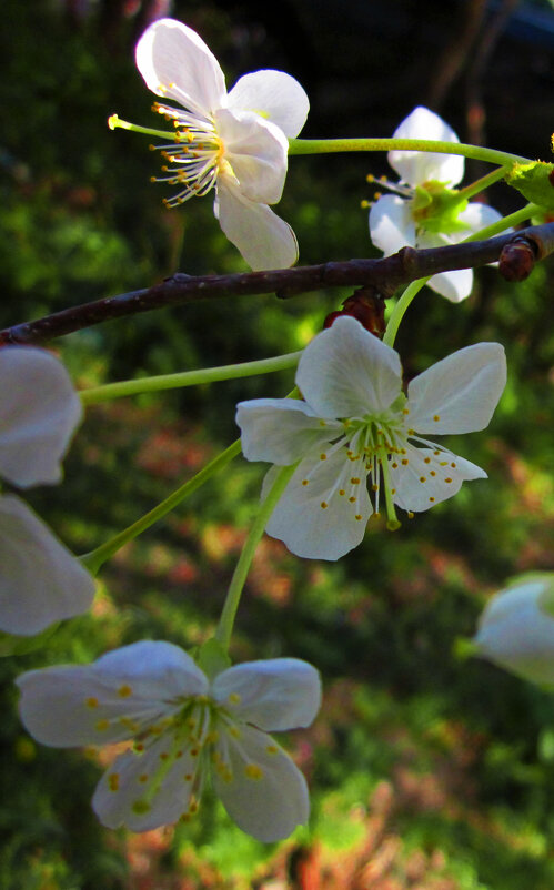 Весенние  цветы - Валентин Семчишин
