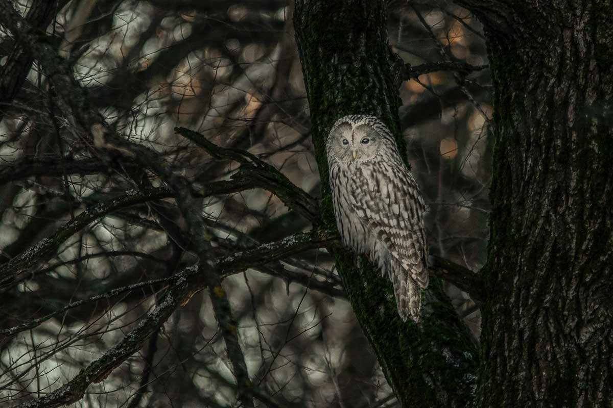 Длиннохвостая неясыть. - Nikolay Lovec