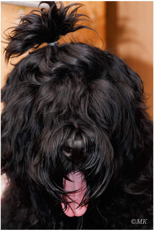 Щенок. Джин Симонс (KISS) РЧТ - Михаил Кобзев