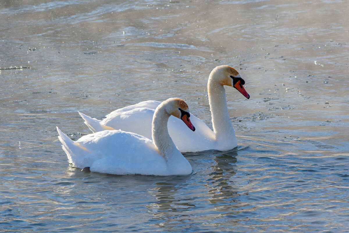 пара - Виталий Емельянов