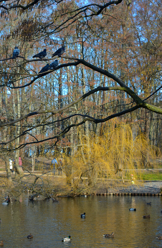 Птички. - Константин Белоногов